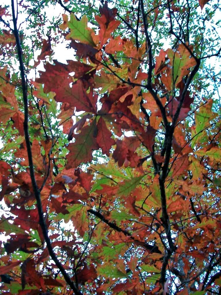 100_2228.jpg