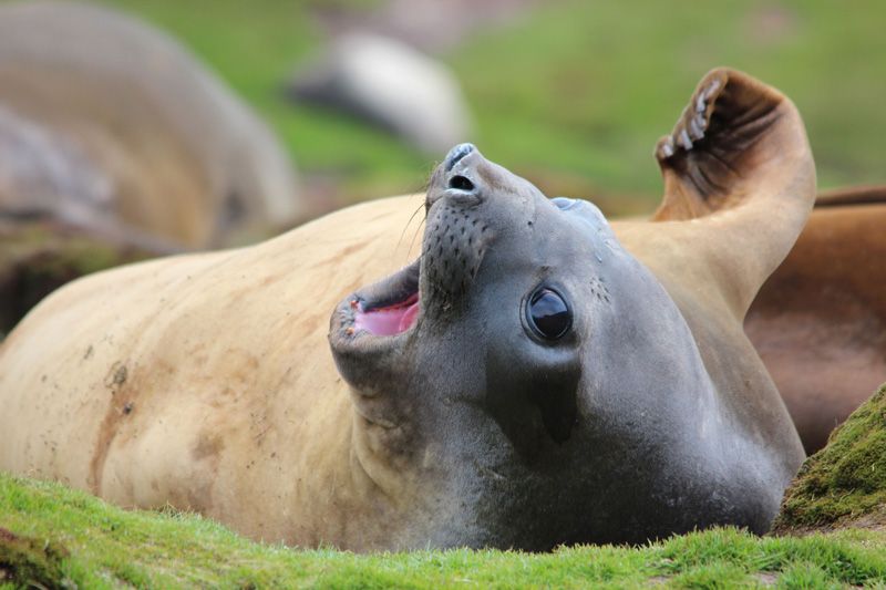 Elephant-Seal.jpg