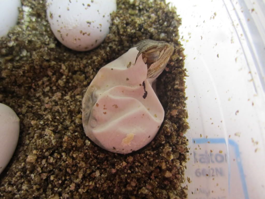 beardie eggs!! *pics* Now hatching!!! • Bearded Dragon . org