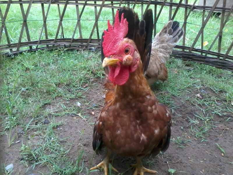 Help ! Gà kiểng của em bệnh !