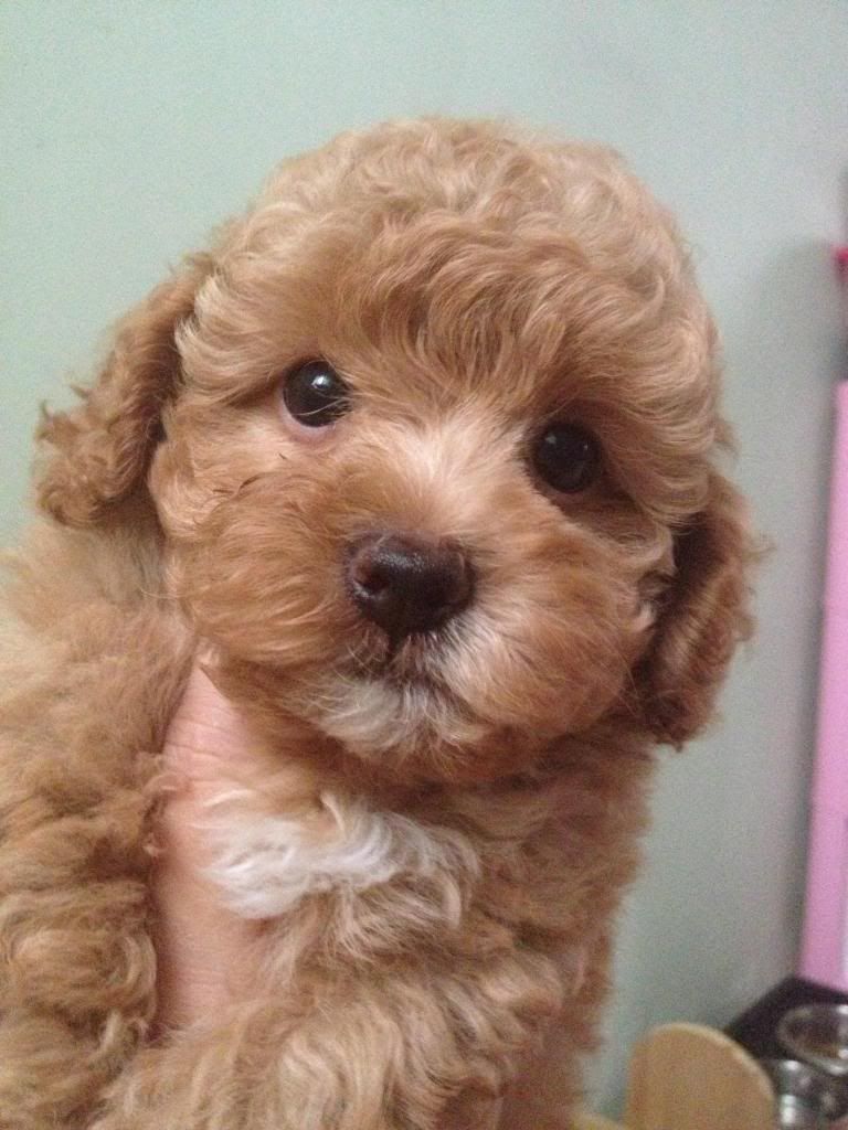 HCM - toy poodle đực nâu đỏ 2 tháng rất đẹp trai - 1