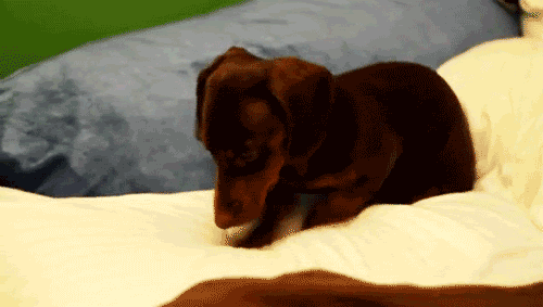 Gifs Gifs