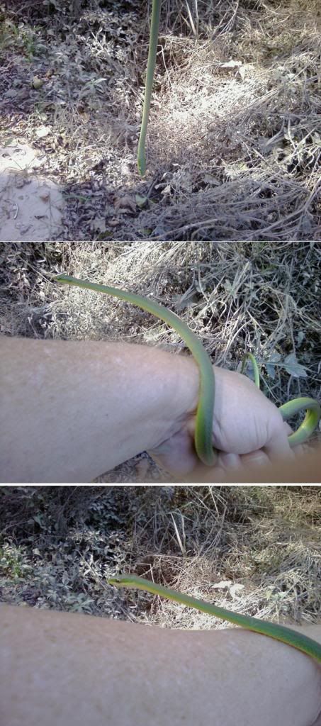 GreenSnake_zpse3fd0838.jpg