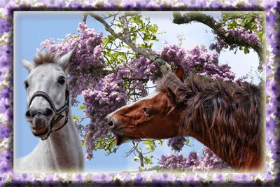 cavalli che nitriscono