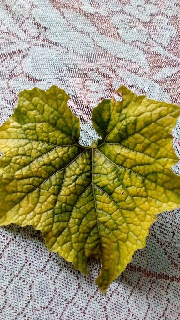 Các bác giúp em bệnh vàn lá hàng loạt cây bí đao chanh (bí xanh)