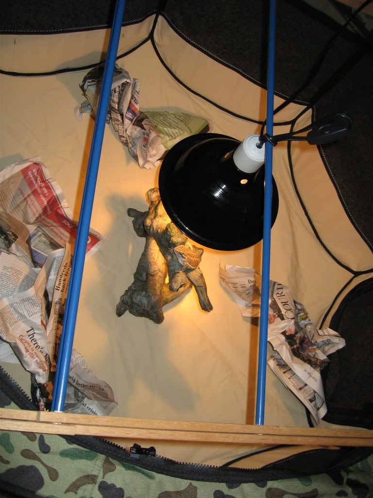 bearded dragon exercise pen