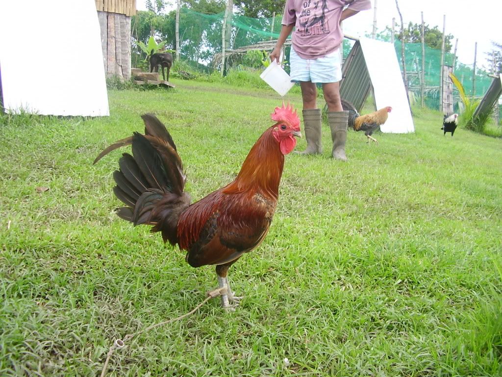 Eslin+Red+Quill+Gamefowl Eslin Red Quill Gamefowl http://www.sabong.net.ph/forum/showthread.php ...