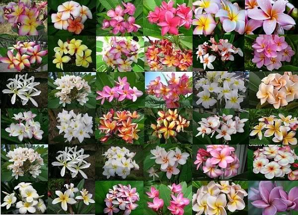 Plumeriamixedseeds5-1.jpg