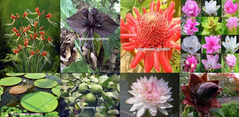SeedsWeb.jpg picture by asiaplumeria