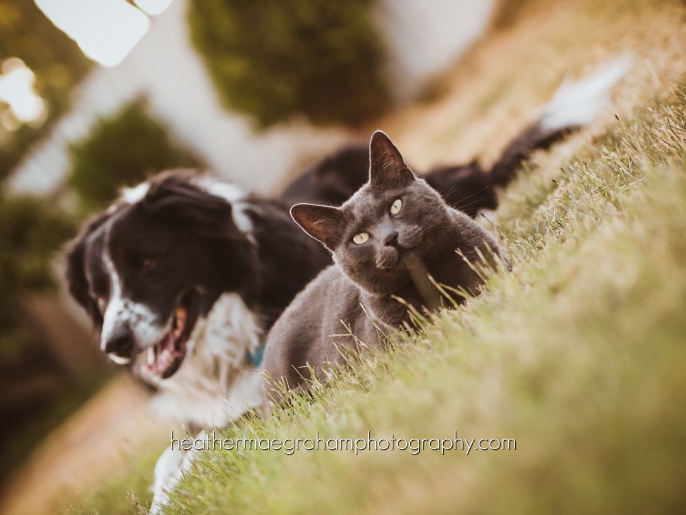 http://i1126.photobucket.com/albums/l613/heathermaephotog/P7161586_zps29456f78.jpg