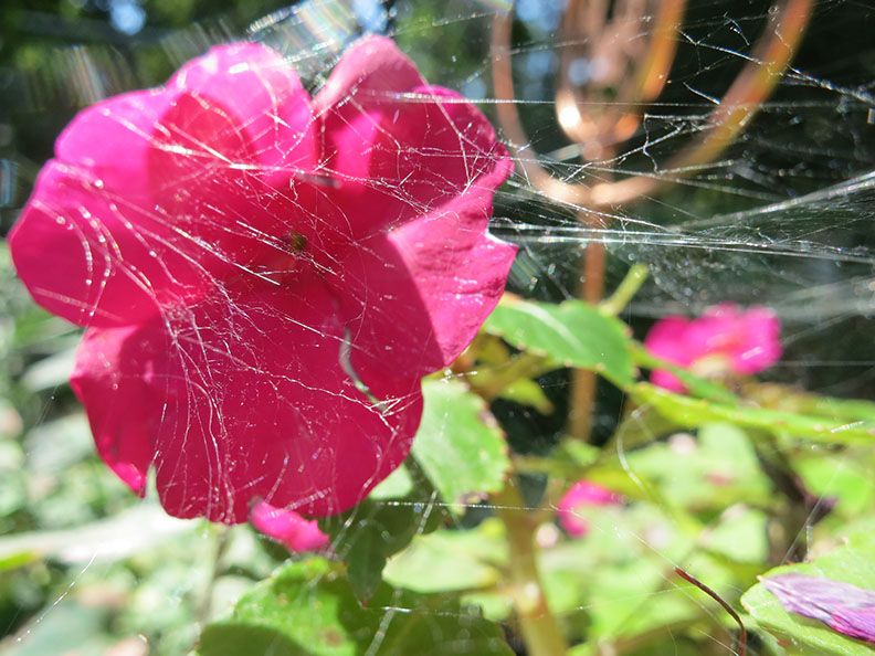 flowerweb2.jpg