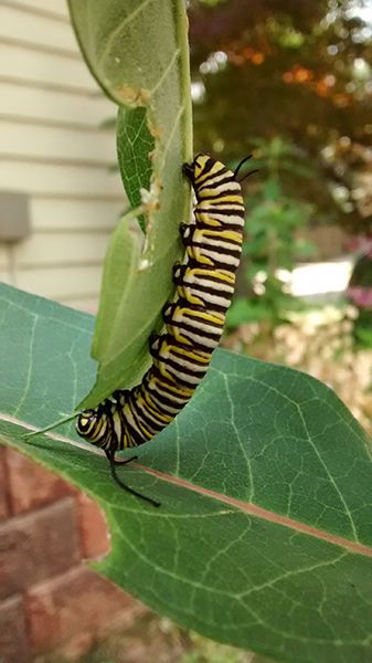 monarch-caterpillar_zpsc23b983f.jpg