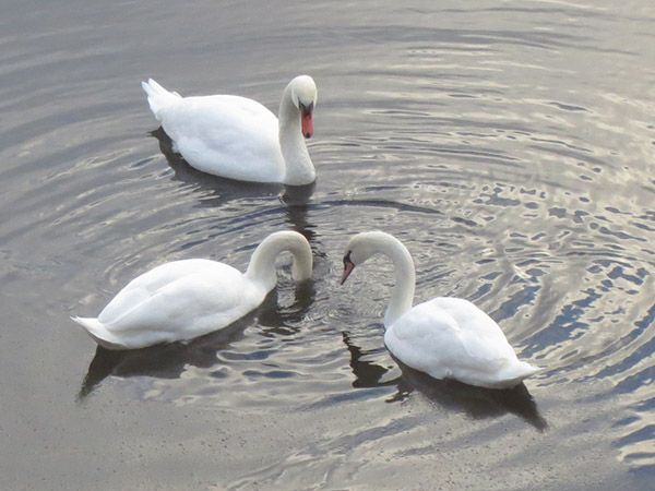 swans4.jpg