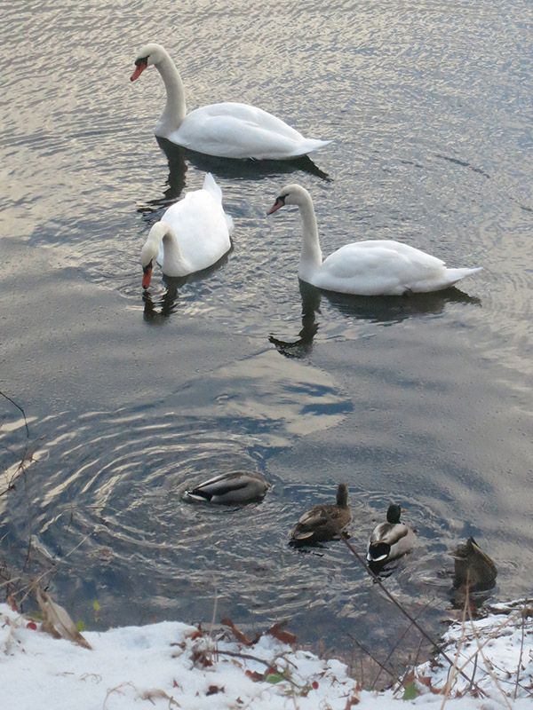 swans7.jpg