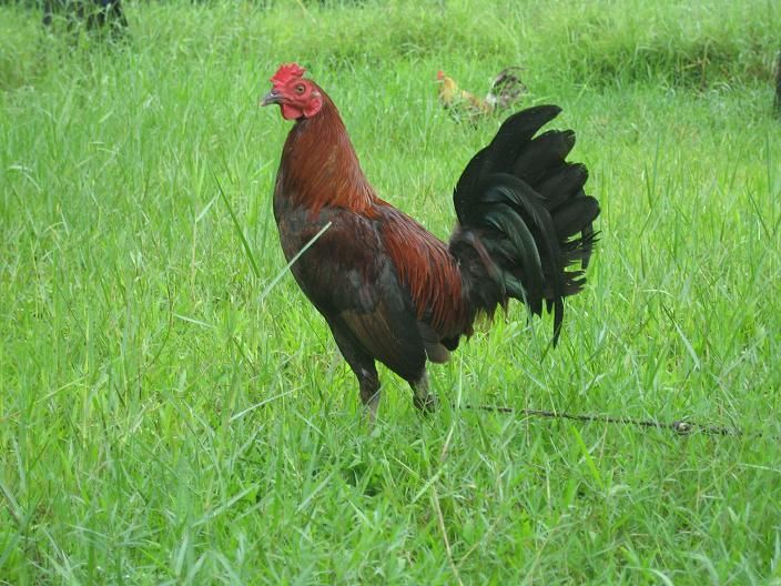 Bumblefoot+Grey+Fighting+Chickens The Bumblefoot Grey Gamefowl History - Gamefowl Fighting Roosters ...