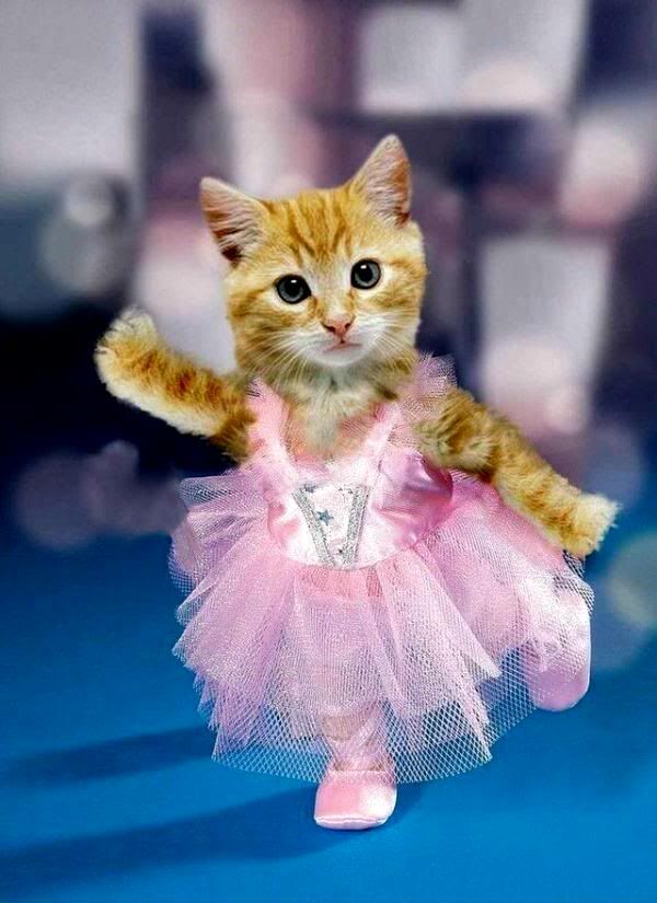 fancy_dress_cat.jpg