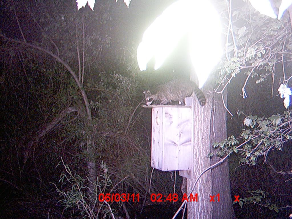 Wood Duck House Predator Guard