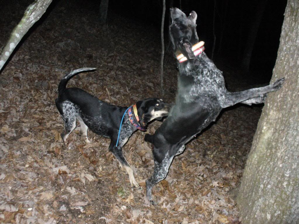 UKC Forums Estep s Big Game and Coon Hounds