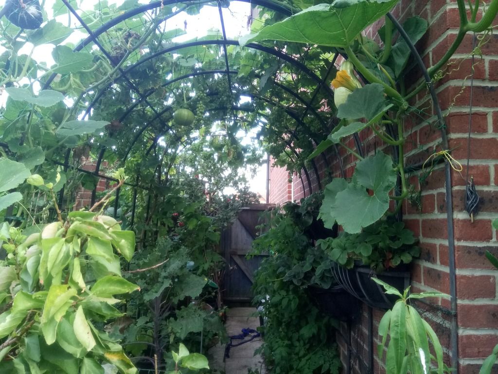 DSC_0327garden_zpsnfxvo6oe.jpg