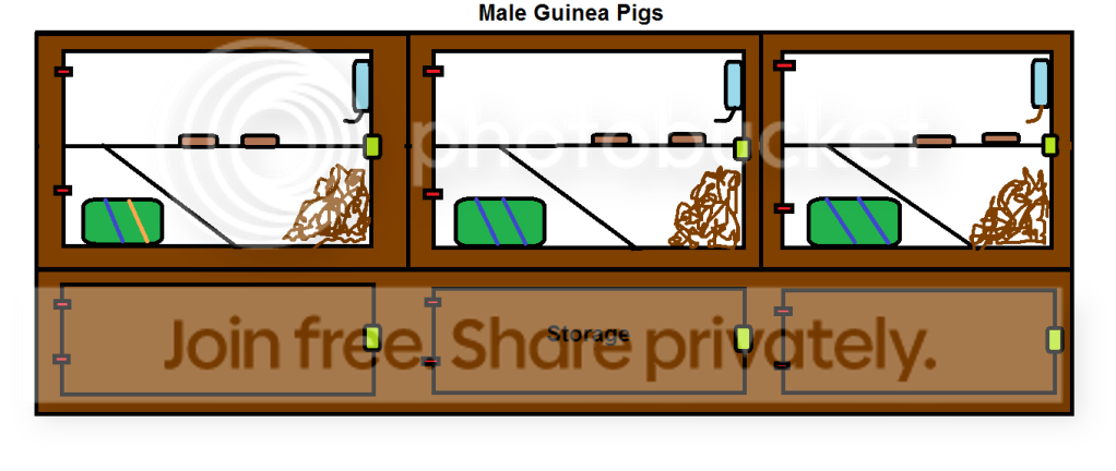MaleGuineaPigs.png